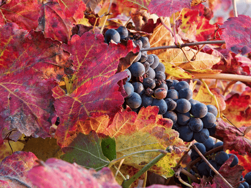 FEAST - Lambrusco