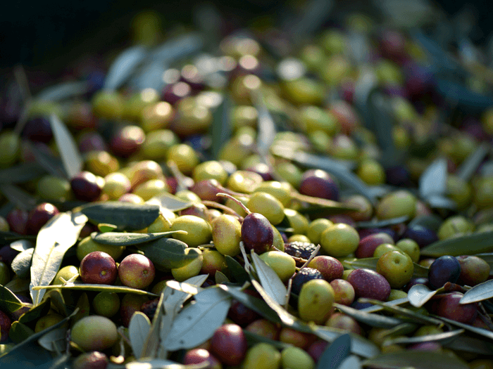 FEAST - Olive Oil 