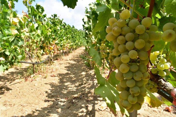 naxos winery saint anna