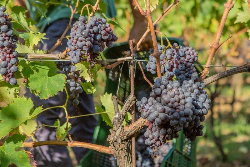 SAPIO Croce di Febo Montepulciano wine